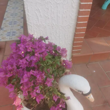 Soleil * Vieste